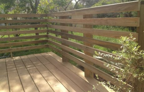 עץ קרלויינה דק אורן