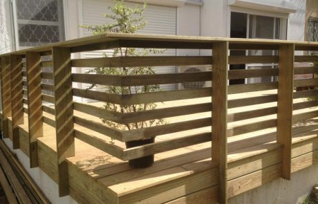 עץ קרלויינה דק אורן