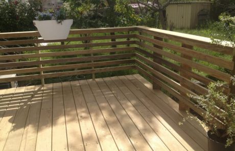 עץ קרלויינה דק אורן